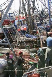 Image du Maroc Professionnelle de  Le système de la chaîne humaine pour vider la cale du bateau remplie de poissons encore vivat ! Les ouvriers s'activent énergiquement sans perdre de temps à faire passer de l’un à l’autre le panier en plastique rempli de sardines vivantes, cette dynamique dans le but de conserver la sardine toute fraîche durant l’opération de débarquement au Port de Laayoune, Lundi 8 Mars 2010. (Photo / Abdeljalil Bounhar)